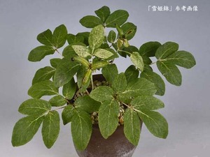 ♪山野草:：斑入りヤマシャクヤク、山芍薬 『銘品・雪姫錦　実生3年生』♪