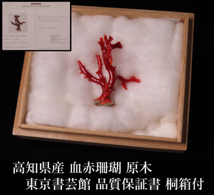 【ONE'S】高知県産 血赤珊瑚 本珊瑚 原木 高5.5cm 東京書芸館 品質保証書 桐箱付 サンゴ コーラル