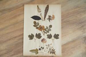 【1895年 フランスの古い押し花 植物標本 アンティーク】ビンテージ 自然 暮らし 紙もの ドライフラワー インテリア ディスプレイに 古道具