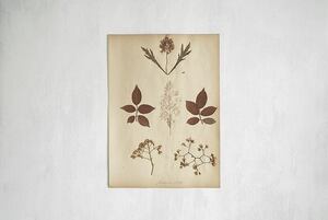【1895年 フランスの古い押し花 植物標本 アンティーク】ビンテージ 自然 暮らし 手仕事 レトロ 紙もの インテリア ディスプレイに 古道具