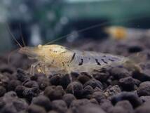 【Golden eye 5匹】☆fan-shrimp血統　金目白遺伝子シュリンプ５匹☆Size1.6～1.8㎝／画像の個体《Bee Family》(GE５)_画像4