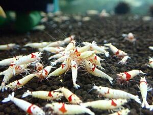 [Mothra*10 pcs ] Red Bee Shrimp Mothra 10 pcs [ female individual have /Size1.3~1.6./ including in a package 3 point till free ]*2 point and more successful bid . bait sample . present!!