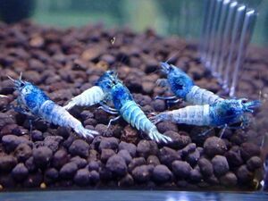 < super sale!!> turquoise shrimp 10 pcs [ female individual have /Size1.2~1.5./ including in a package 3 point till free ]*2 point and more successful bid . bait sample . present!!