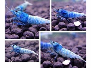 < super sale!!> turquoise shrimp 30 pcs [ female individual have /Size1.2~1.5./ including in a package un- possible ]*2 point and more successful bid . bait sample . present!!