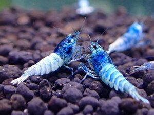 < super sale!!> turquoise shrimp 5 pcs [ female individual have /Size1.2~1.5./ including in a package 3 point till free ]*2 point and more successful bid . bait sample . present!!