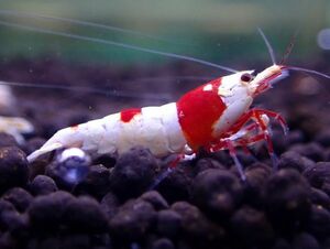 < super sale!!> Red Bee Shrimp 15 pcs [ female individual have /Size1.5~1.8./ including in a package 3 point till free ]*2 point and more successful bid . bait sample . present!!