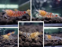 【Golden eye 5匹】☆fan-shrimp血統　金目白遺伝子シュリンプ５匹☆Size1.6～1.8㎝／画像の個体《Bee Family》(GE５)_画像1