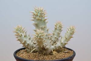 【稲穂園芸店】No.101 Pachypodium horombense パキポディウム ホロンベンセ