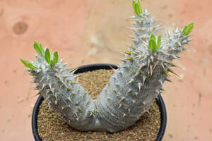 【稲穂園芸店】No.2 Pachypodium horombense パキポディウム ホロンベンセ