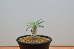 【稲穂園芸店】No.65 Pachypodium Gracilius パキポディウム グラキリス