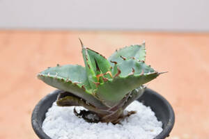 【稲穂園芸店】アガベ オテロイ チタノタ Agave oteroi 23