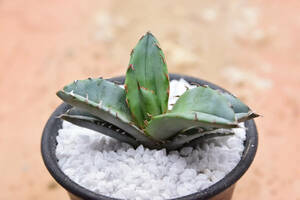 【稲穂園芸店】アガベ オテロイ チタノタ Agave oteroi 35