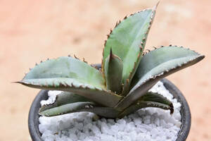 【稲穂園芸店】アガベ オテロイ チタノタ Agave oteroi 42