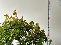 楓　盆栽　樹高約65cm_画像5