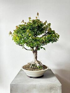  maple bonsai height of tree approximately 65cm