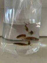 北海道産　トミヨ　20匹　中〜大サイズ　4cm〜5cm トゲウオ　餌　餌用　観賞魚　川魚　小魚　魚類_画像4