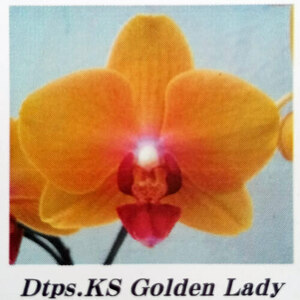 ★洋蘭★胡蝶蘭★ファレノプシス★Phal. KS Golden Lady★その２★着生蘭★