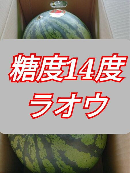 羅皇西瓜、秀品Мサイズ2玉入り