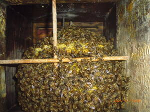 日本蜜蜂 (日本ミツバチ）　　４月中旬自然入居群入り巣箱　(郵送可）　