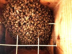 日本蜜蜂(日本ミツバチ）　2024年５月初旬分蜂群入り重箱式巣箱(郵送可）　