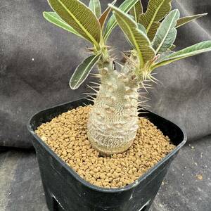 ★サボテン・多肉植物★801★ Pachypodium rosulatum var. cactipes-パキポディウム・カクチペス★コーデックス　塊根