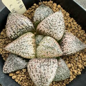 ★サボテン・多肉植物★810★ハオルシア ピクタ×白拍子　Haworthia picta★ハオルチア 