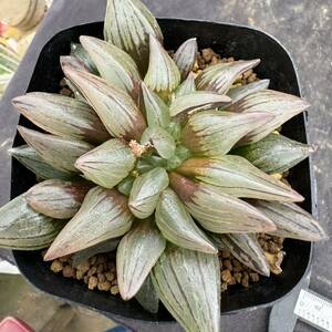 ★サボテン・多肉植物★815★ハオルシア アトロフスカミュータント 　Haworthia atrofusca mutant★ハオルチア 