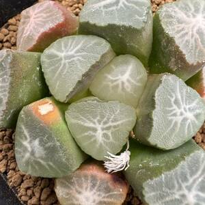 ★サボテン・多肉植物★822★ハオルシア 万象　白妙実生　Haworthia maughanii★ハオルチア 