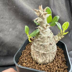 ★サボテン・多肉植物★826★ パキポディウム ウィンゾリー 実生　Pachypodium baronii var. windsorii★コーデックス塊根植物 