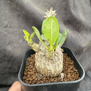 ★サボテン・多肉植物★826★ パキポディウム ウィンゾリー 実生 Pachypodium baronii var. windsorii★コーデックス塊根植物 の画像4