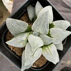 ★サボテン・多肉植物★832★ハオルシア 白銀鉄道　Haworthia　pygmaea hyb.★ハオルチア 