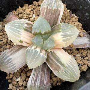 ★サボテン・多肉植物★800★ハオルシア ジェリーフィッシュ錦　Haworthia　obtusa(dielsiana )hyb. varieg.★ハオルチア