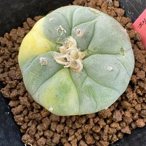 ★サボテン・多肉植物★839★ロホホラ 銀冠玉錦　実生　　Lophophora　fricii varieg,★seedling