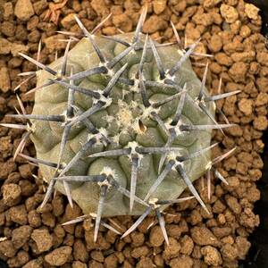 ★サボテン・多肉植物★840★ギムノカリキュウム　黒刺鳳頭　実生　Gymnocalycium　bodenbenderianum　v.　nigrispinus　★seedling