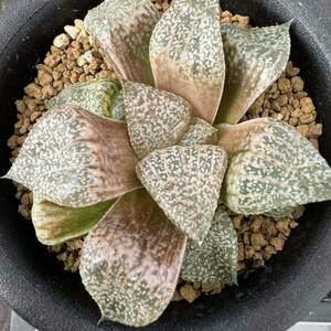 ★サボテン・多肉植物★849★ハオルシア ピクタ錦×踊り子　Haworthia picta varieg.★ハオルチア 