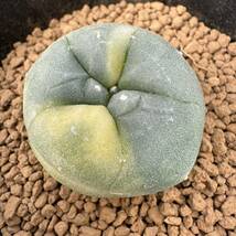 ★サボテン・多肉植物★854★ロホホラ デフーサ錦　カキコ　Lophophora　deffusa varieg.★_画像4