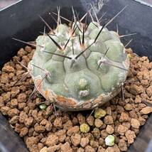 ★サボテン・多肉植物★894★コピアポア・シネレア　黒王丸　実生　Copiapoa　cinerea★seedlings_画像5