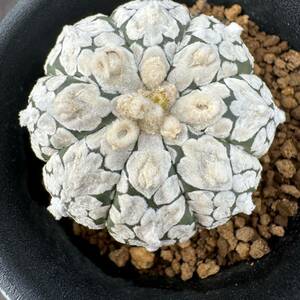 ★サボテン・多肉植物★893★アリオカルプス　スーパー兜　V字タイプ　実生　Astrophytum　asterias cv.&#34;SUPER&#34;★seedlings