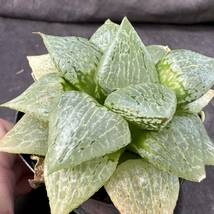 ★サボテン・多肉植物★884★ハオルシア　ベクター　Haworthia　comptoniana　hyb.★ハオルチア_画像4