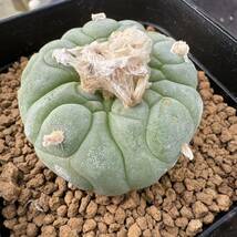 ★サボテン・多肉植物★880★ロホホラ　疣銀冠玉　カキ仔　Lophophora　fricii cv.　★_画像2