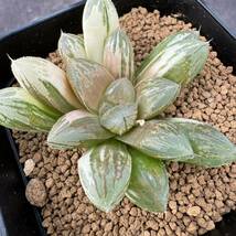 ★サボテン・多肉植物★891★ハオルシア　オブツーサ錦　Haworthia　obtusa(dielsiana) varieg.　★ハオルチア_画像4