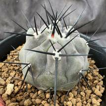 ★サボテン・多肉植物★869★コピアポア・シネレア　黒王丸　実生　Copiapoa　cinerea★seedlings_画像6