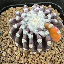 ★サボテン・多肉植物★821★ディスコカクタス　ホルスティー錦　実生　Discocactus horstii 　varieg.★seedlings_画像4