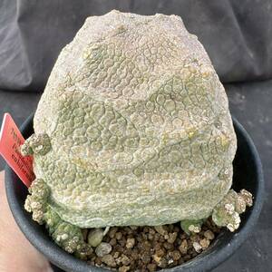 ★サボテン・多肉植物★814★プセウドリトス・クビフォルミス(Pseudolithos cubiforme)★ガガイモ