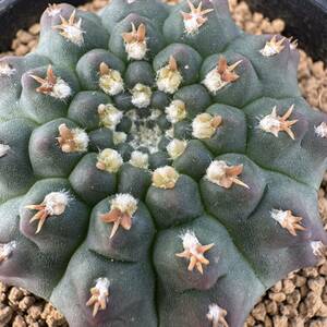 ★サボテン・多肉植物★848★ギムノカリキュウム　狂刺瑞昌玉　クリオネ　実生　Gymnocalycium　quehlianum　v.curvispinum　★seedlings