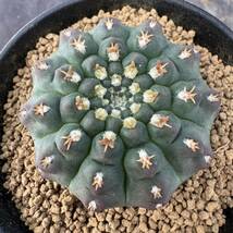 ★サボテン・多肉植物★848★ギムノカリキュウム　狂刺瑞昌玉　クリオネ　実生　Gymnocalycium　quehlianum　v.curvispinum　★seedlings_画像3