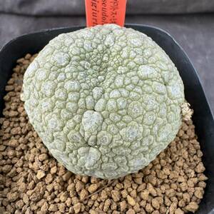 ★サボテン・多肉植物★846★ プセウドリトス・ミギウルティヌス(Pseudolithos migiurtinus)★ガガイモ