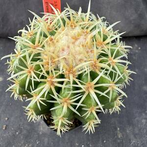 ★サボテン・多肉植物★830★エキノカクタス　短刺金鯱　実生　Echinocactus grusonii v.brevispinus★seedling