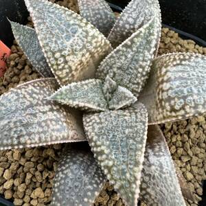 サボテン・多肉植物★825★ハオルシア　地獄門　Haworthia　koelmaniorum　hyb.★ハオルチア