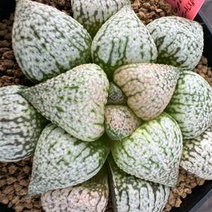 ★サボテン・多肉植物★804★ハオルシア　ピクタ　タイガーキング×フォエバービューティー　実生Haworthia　picta　★ハオルチア